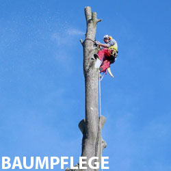 Baumpflege Auszeit Simonswald