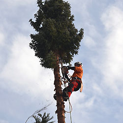 Baumpflege am Seil